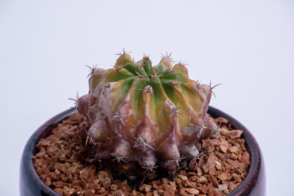 Cactus pot