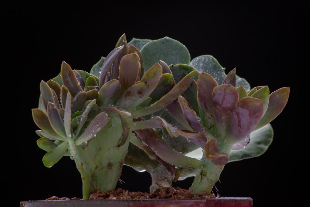 Pink succulant pot