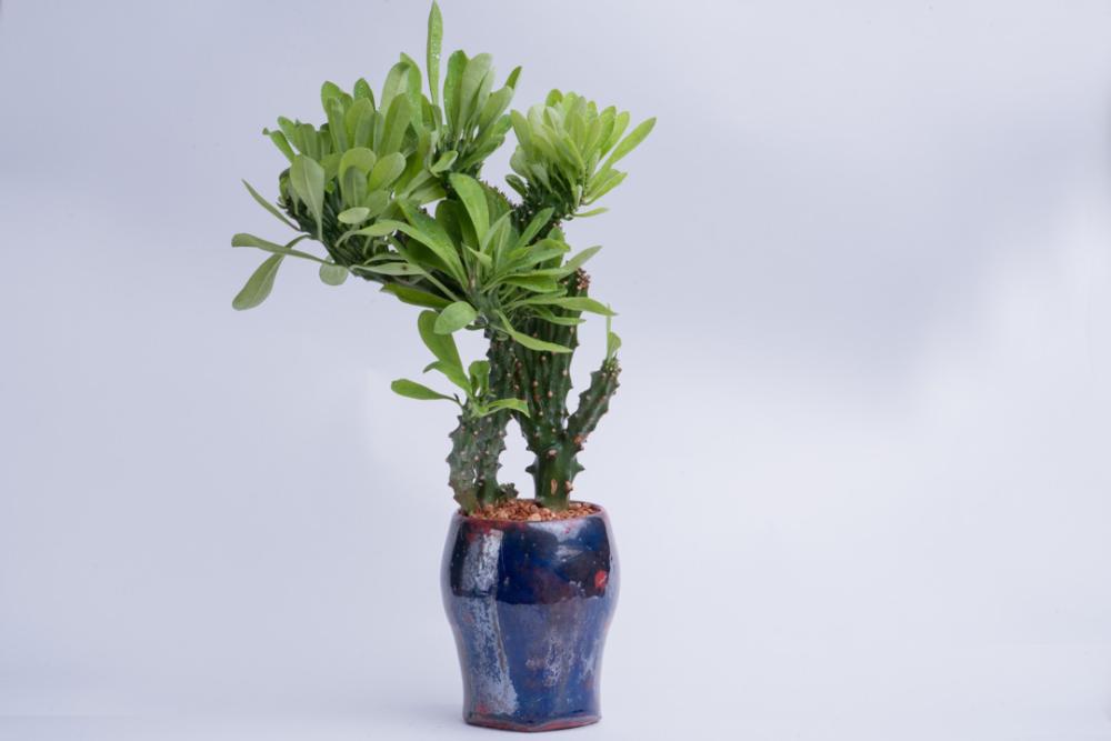 Blue plant pot