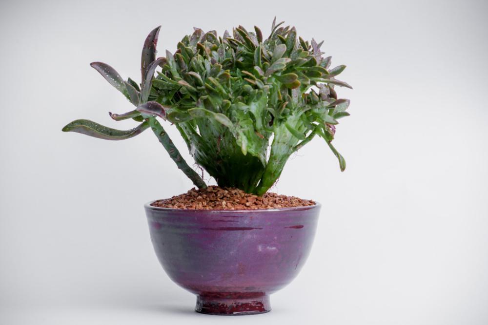 Purple plant pot