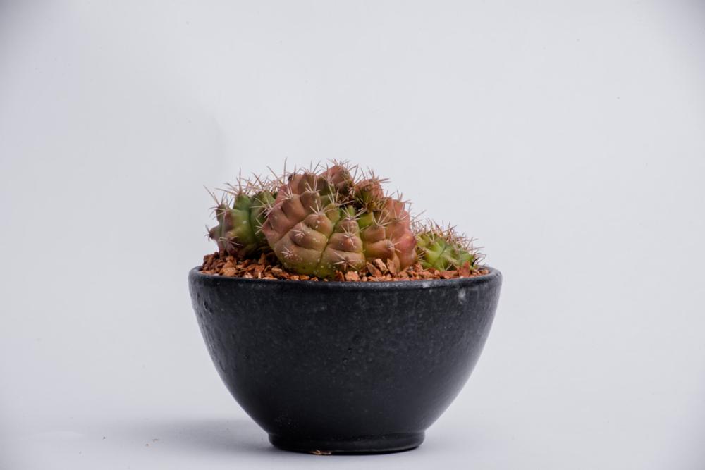 Black cactus pot