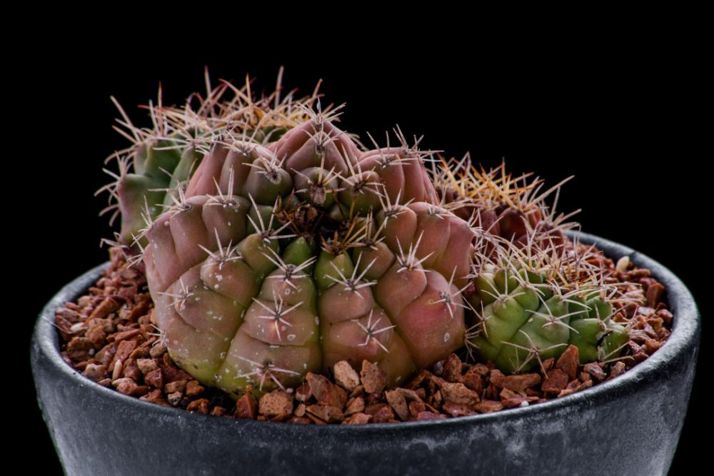 Black cactus pot