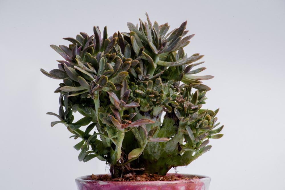 Succulant pot