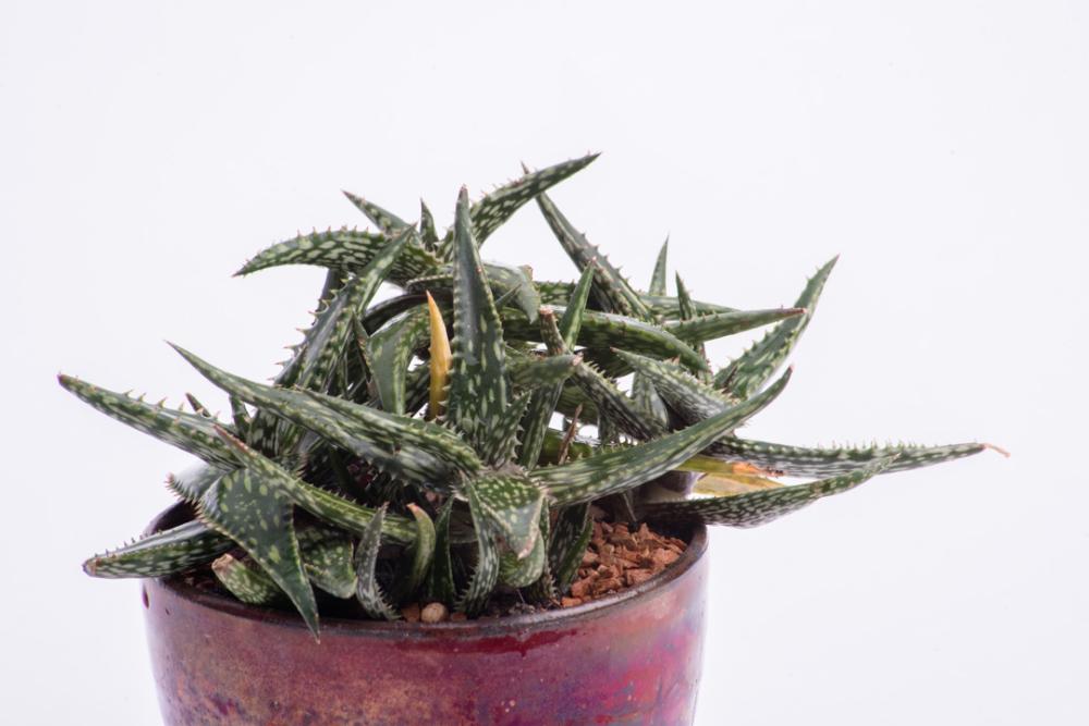 Red Cactus pot