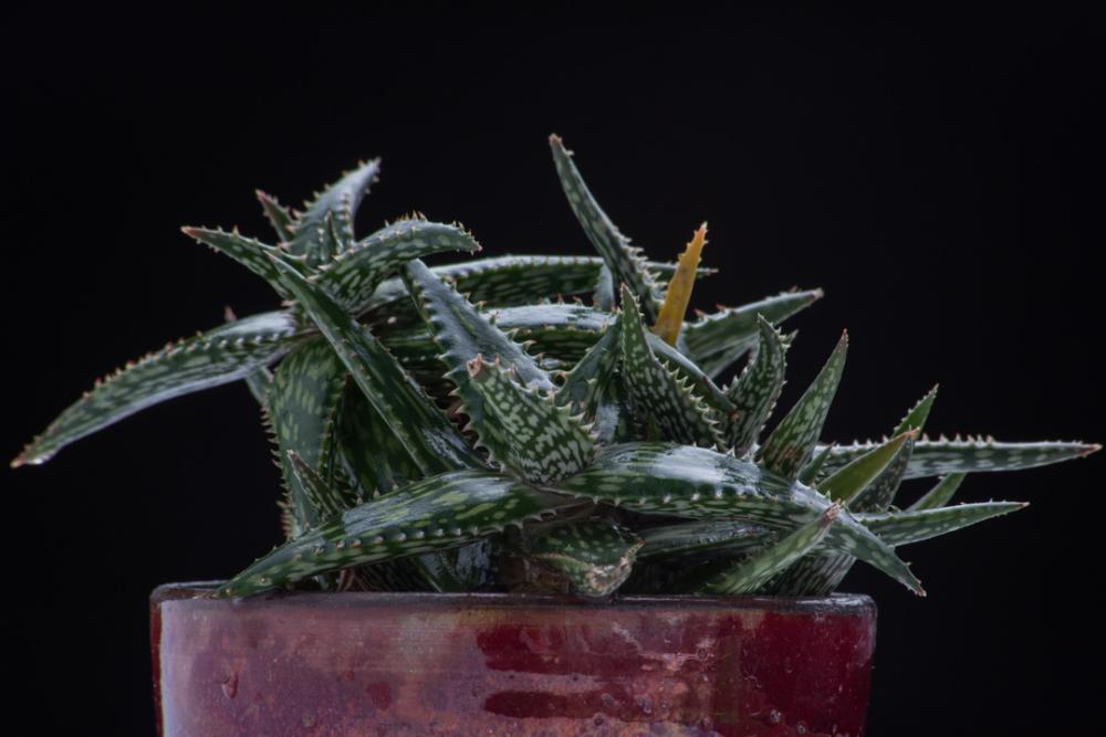 Red Cactus pot