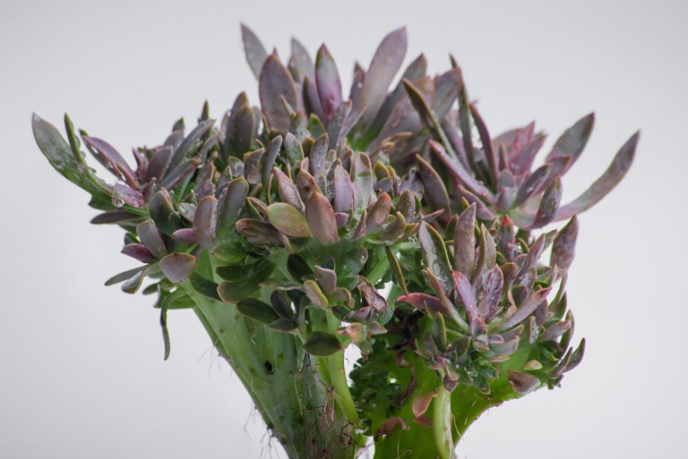 White succulant pot