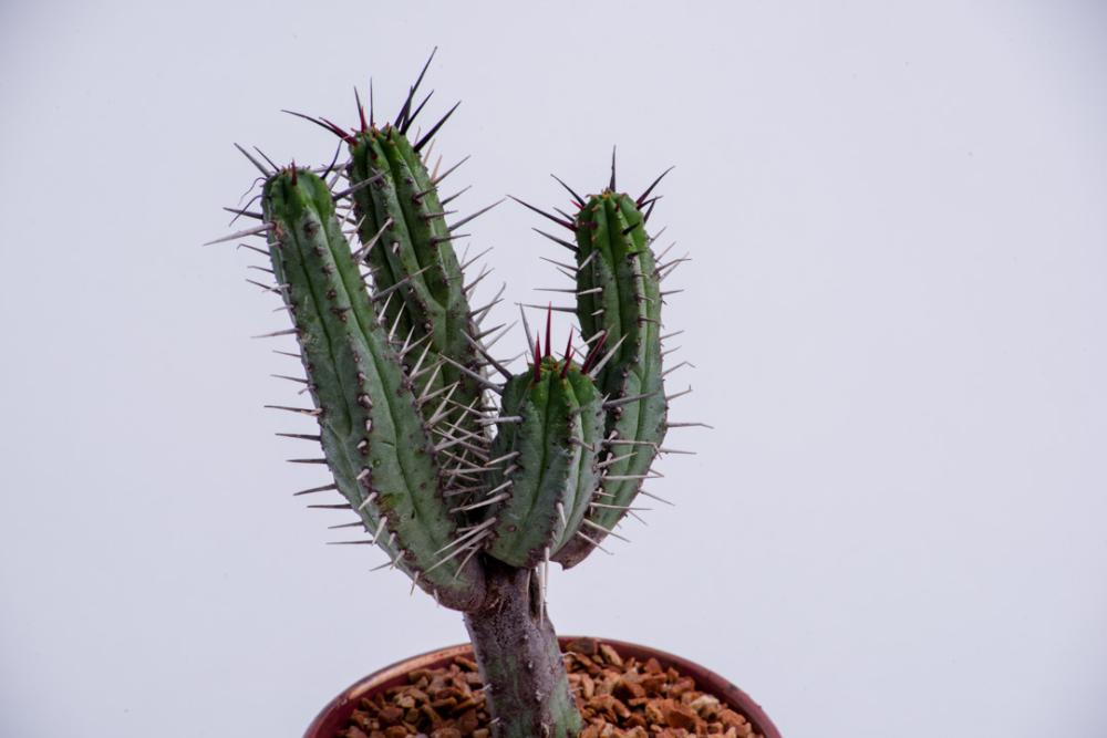 Tiny cactus pot