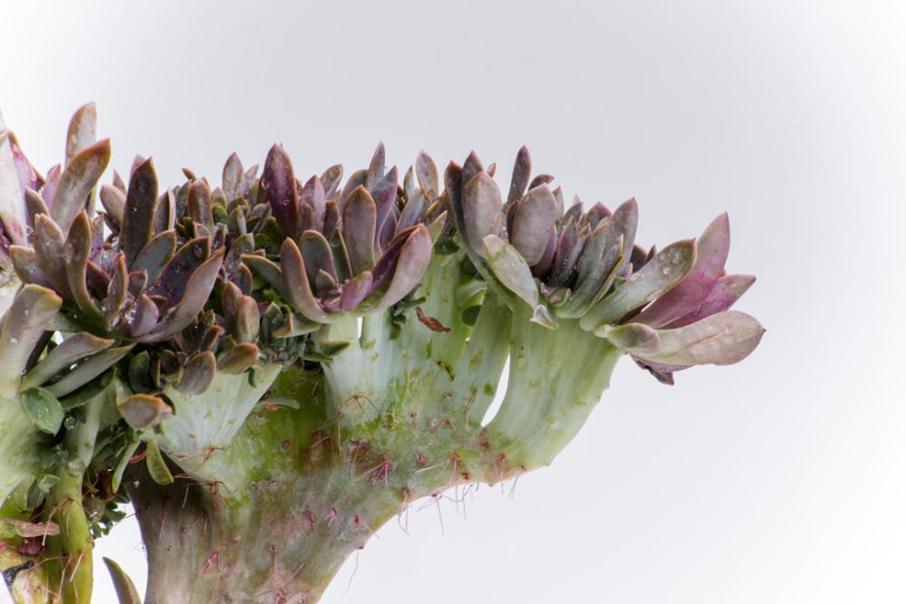 Purple cactusbpot