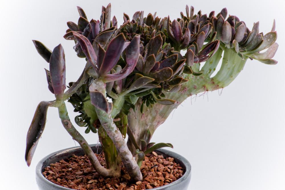 Purple cactusbpot