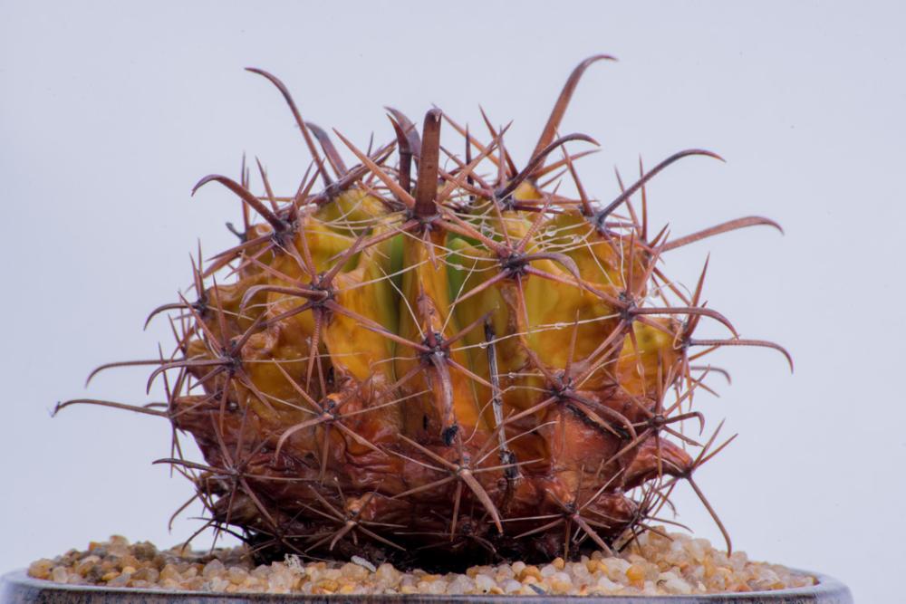 Orange cactus pot