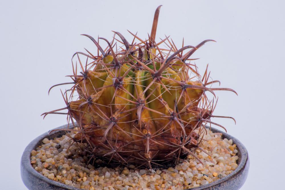 Orange cactus pot