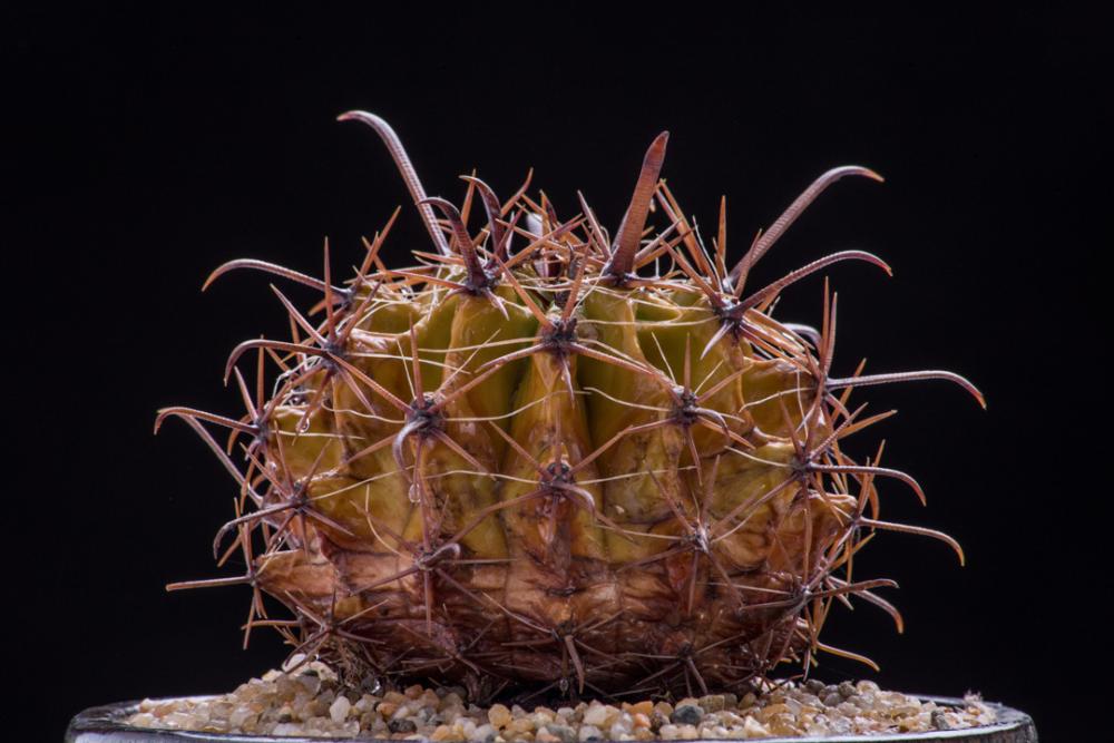 Orange cactus pot