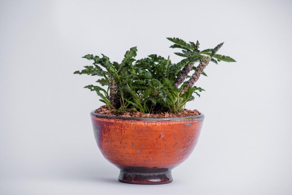 Orange cactus pot