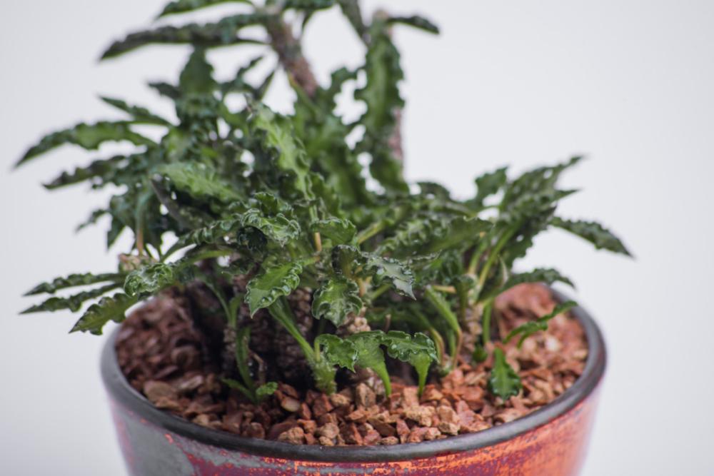 Orange cactus pot