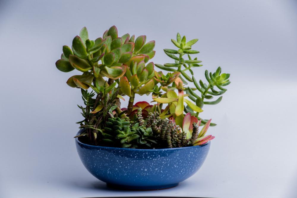 Succulant collection pot