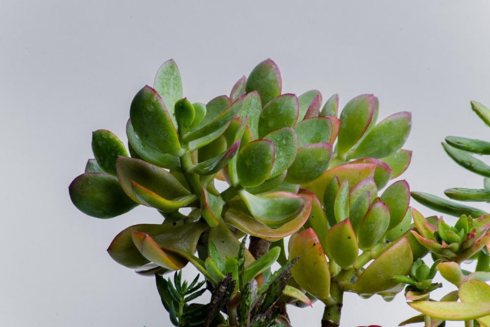 Succulant collection pot