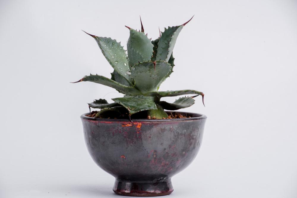 Grey cactus pot