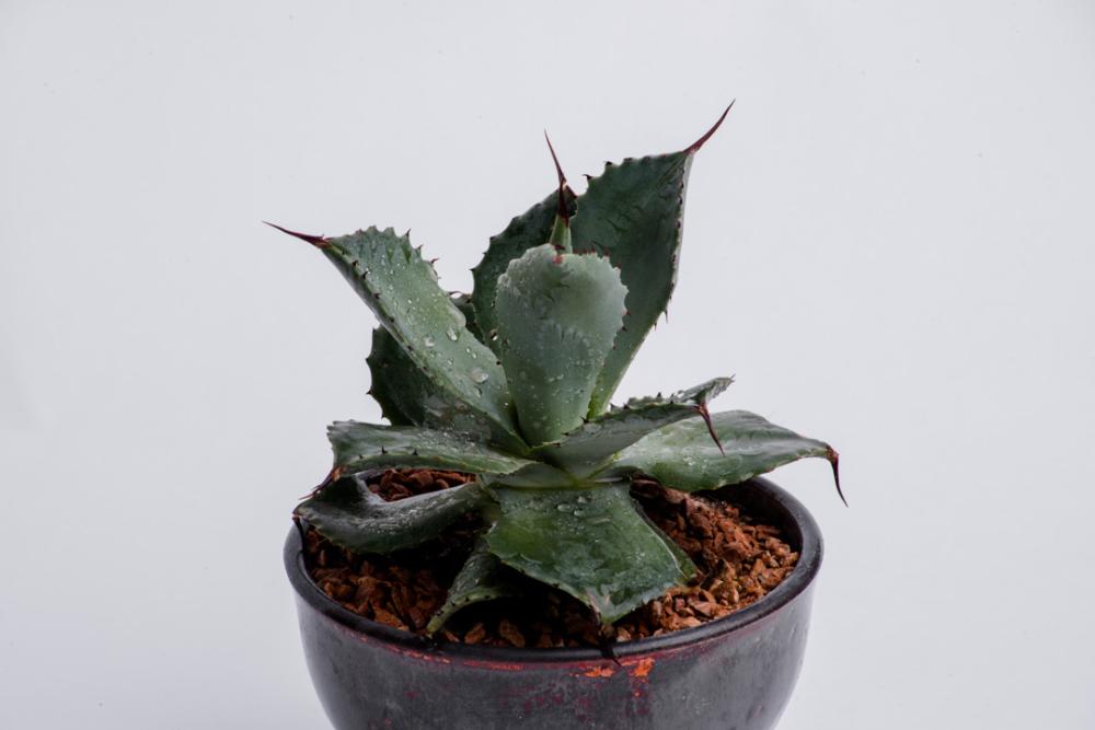 Grey cactus pot