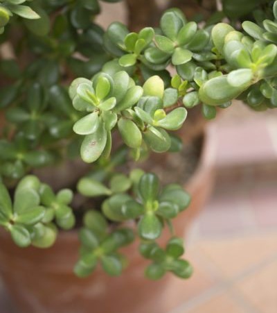 Jade Plant