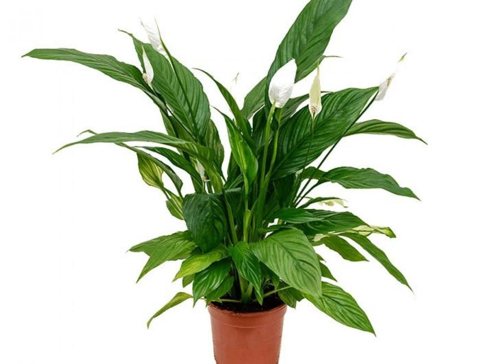 Peace Lily -Large