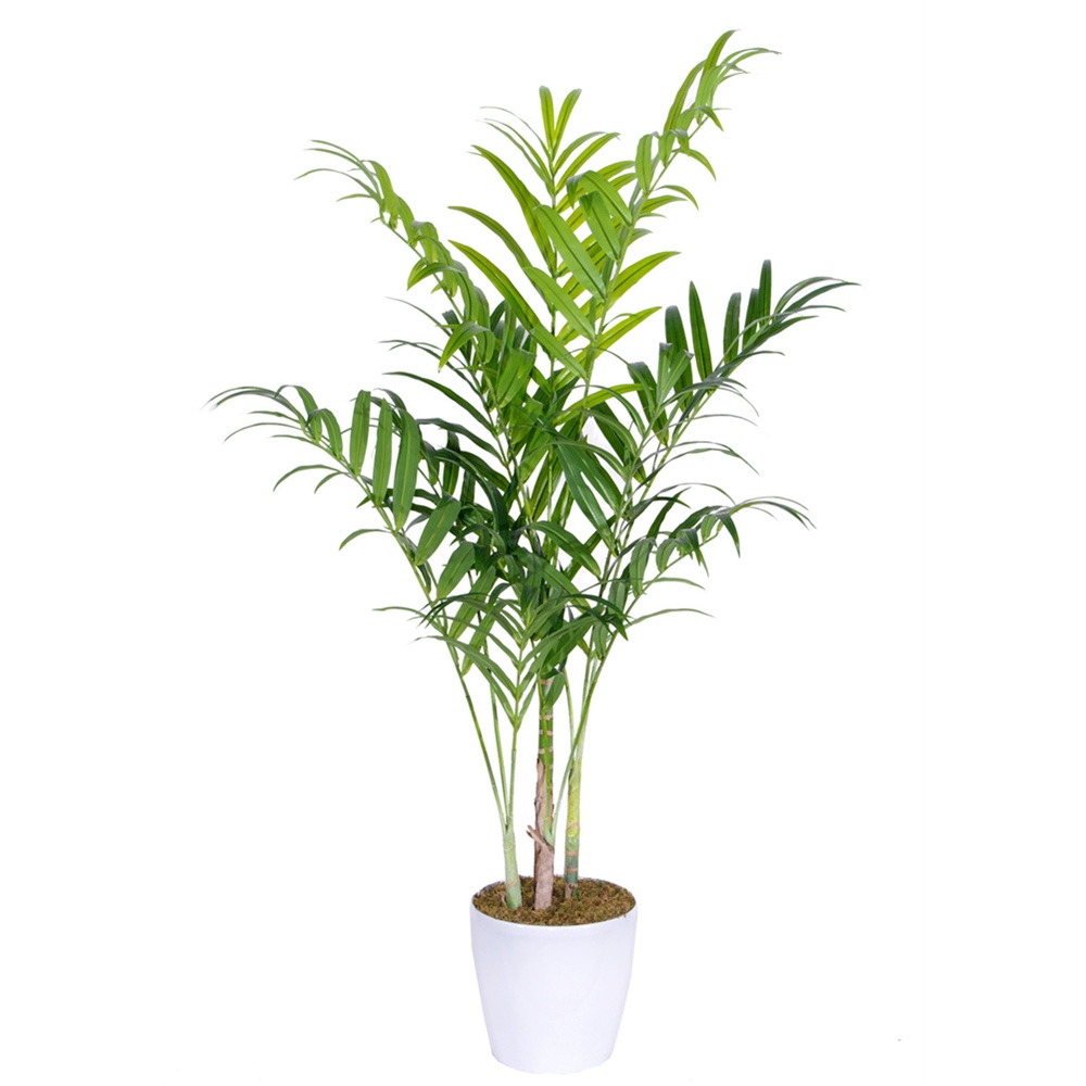 Areca Palm -Medium