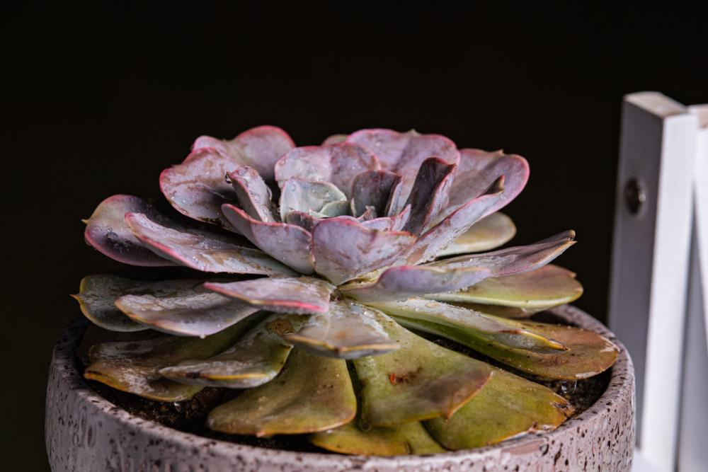Succulant pot