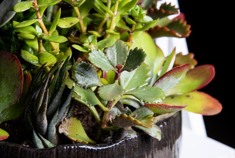 Plant pot