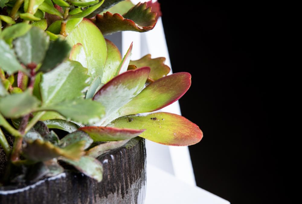 Plant pot