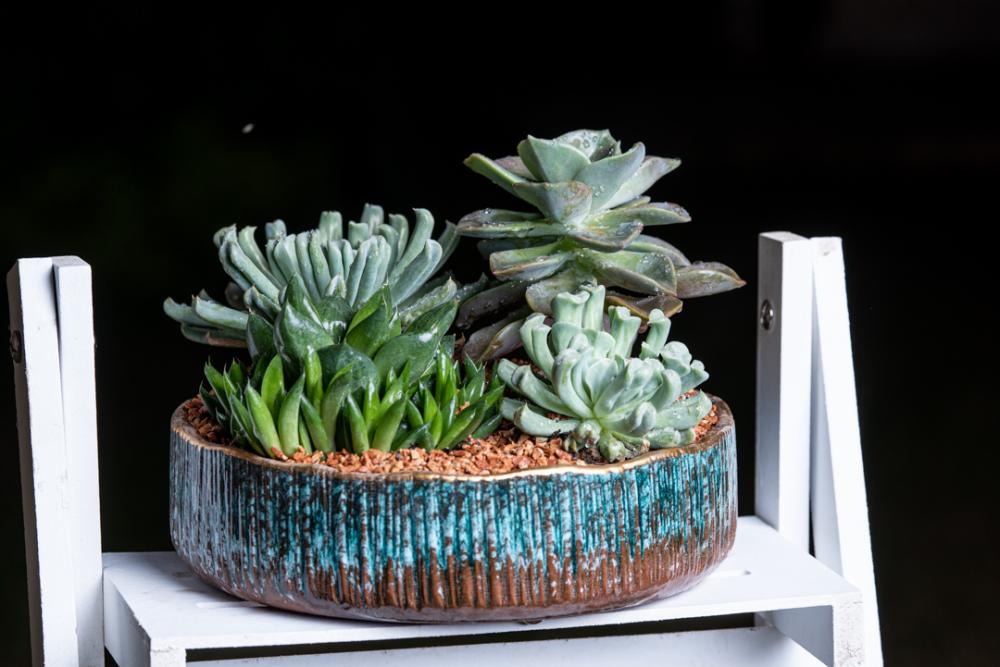 Plant Pot