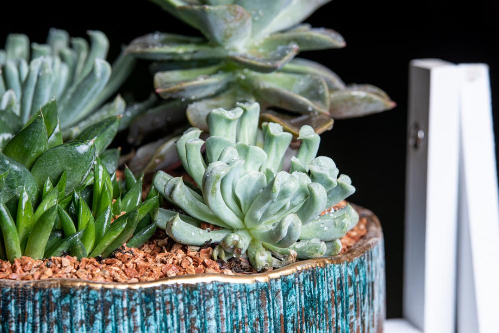Plant Pot