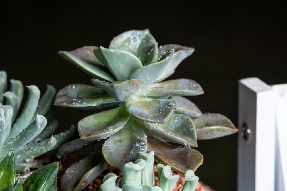 Plant Pot