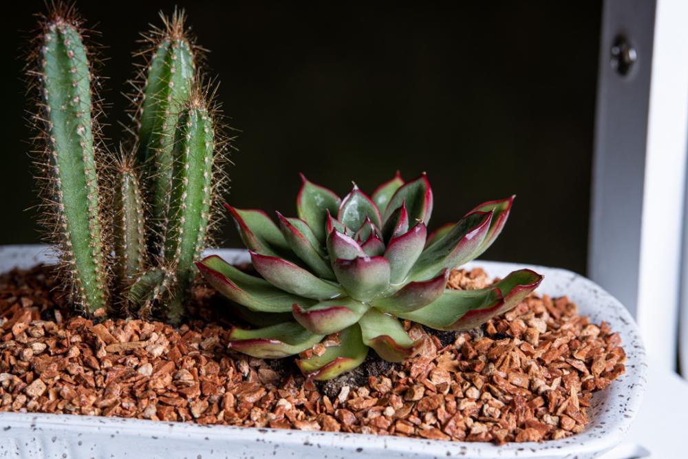 Plant Pot