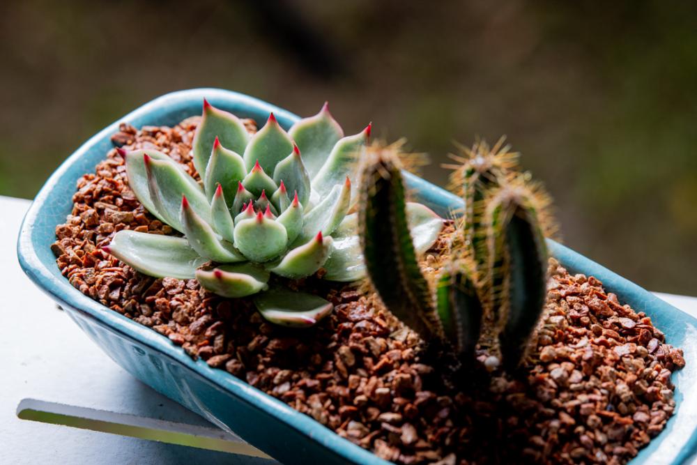 Plant pot