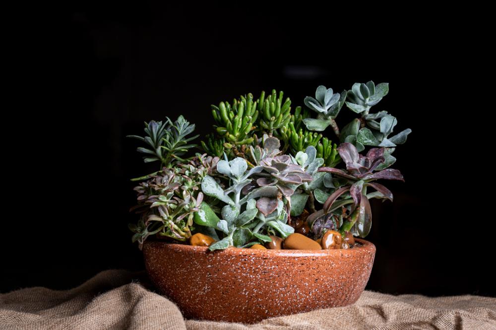 Big Plant pot