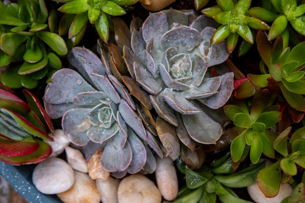 Big size plant pot