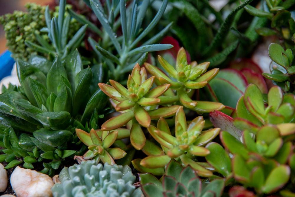 Big size plant pot