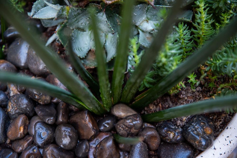 Plant pot