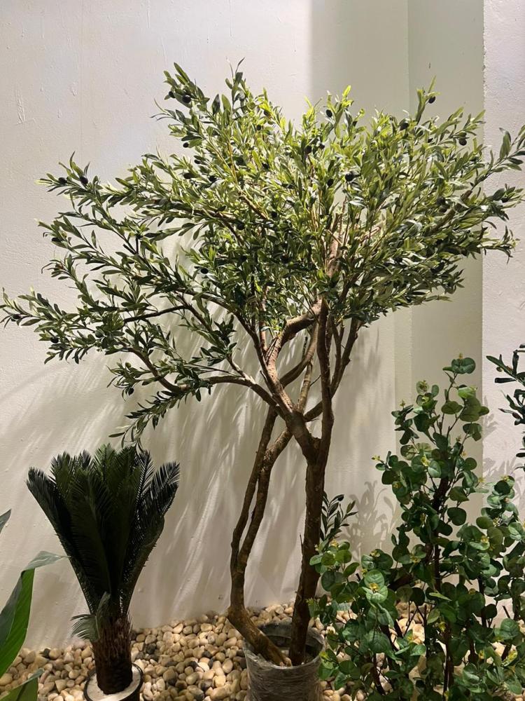 Olive tree 210 cm