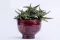 Red Cactus pot