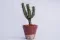Tiny cactus pot