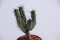 Tiny cactus pot