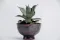 Grey cactus pot