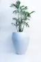 Large White Fila Fiber Glass Planters 70Dx90Hcm